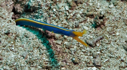 Pinnan alla